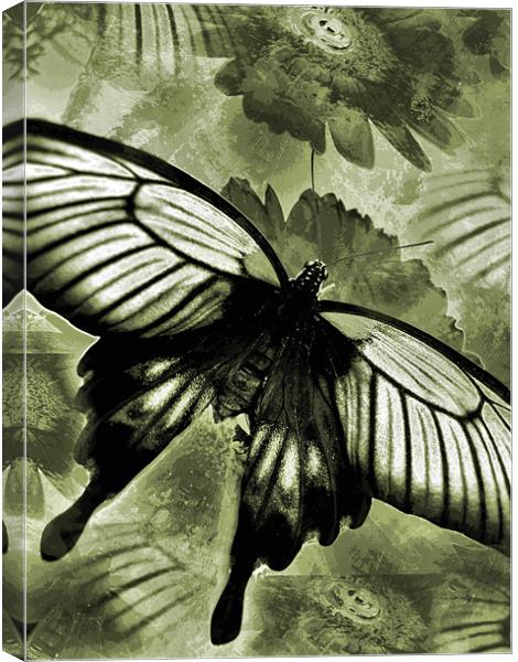 antique butterfly Canvas Print by Heather Newton