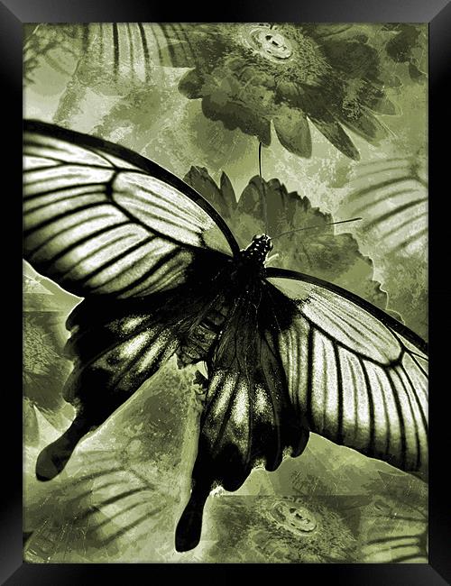 antique butterfly Framed Print by Heather Newton