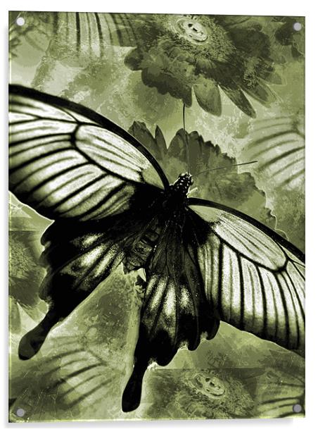 antique butterfly Acrylic by Heather Newton