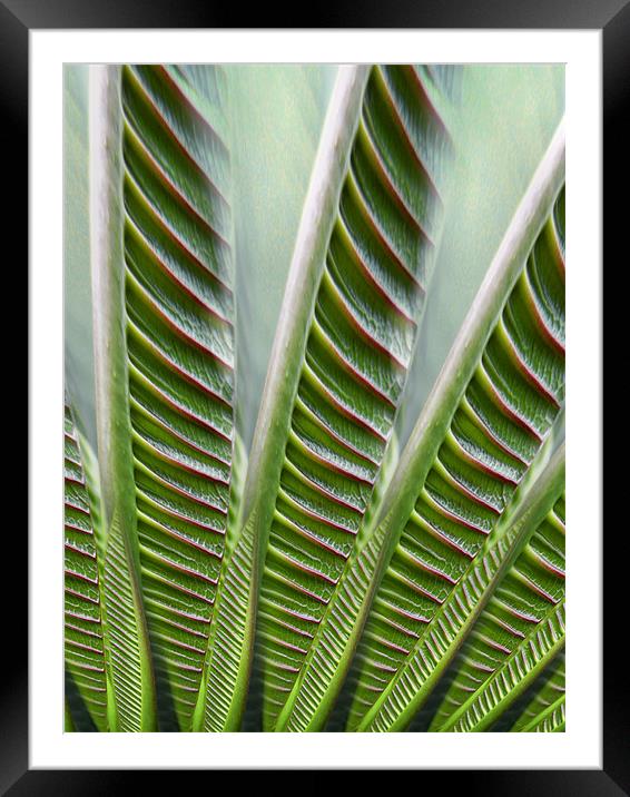 botanical ladders Framed Mounted Print by Heather Newton