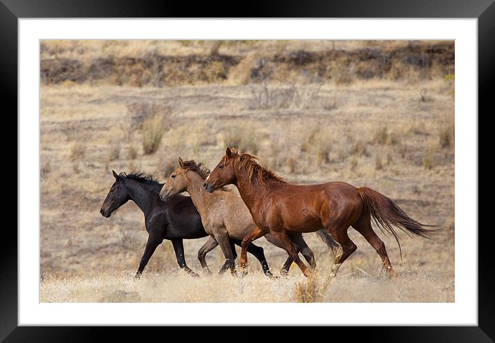 Mustang Trio Framed Mounted Print by Mike Dawson