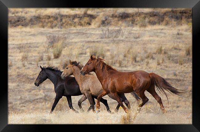 Mustang Trio Framed Print by Mike Dawson