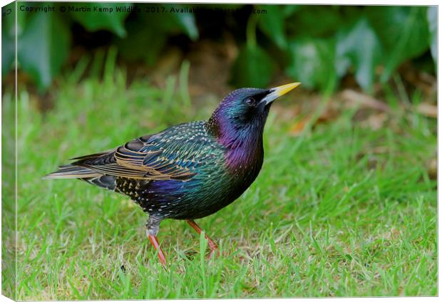 Starling in Colour Canvas Print by Martin Kemp Wildlife