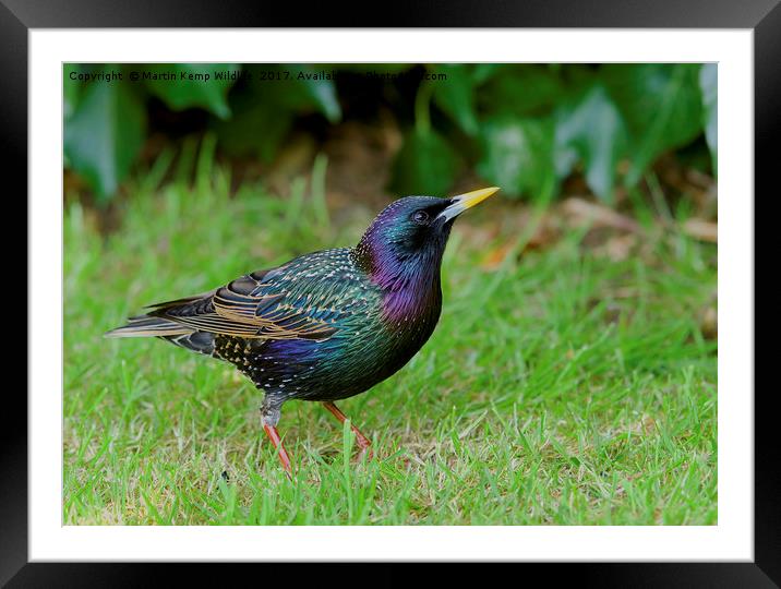 Starling in Colour Framed Mounted Print by Martin Kemp Wildlife