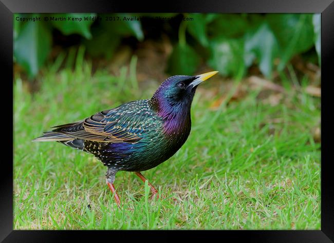 Starling in Colour Framed Print by Martin Kemp Wildlife