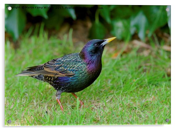 Starling in Colour Acrylic by Martin Kemp Wildlife