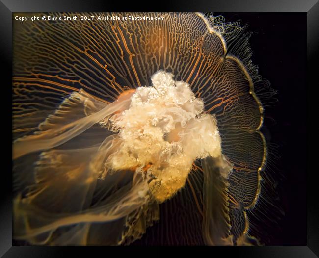 Jellyfish Framed Print by David Smith