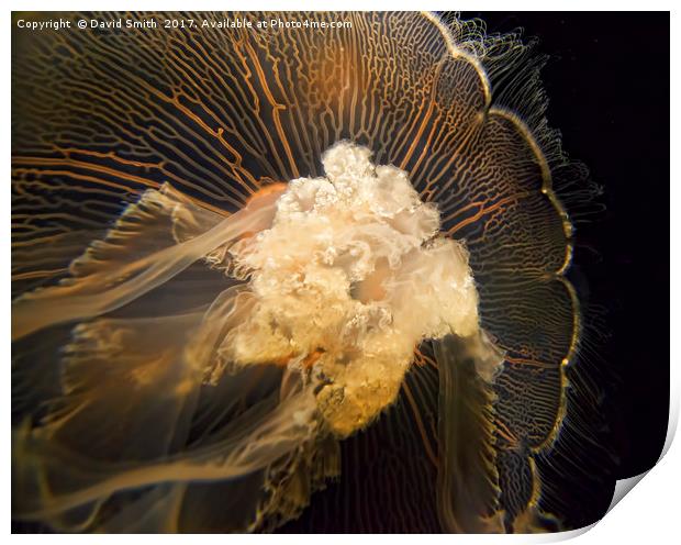 Jellyfish Print by David Smith