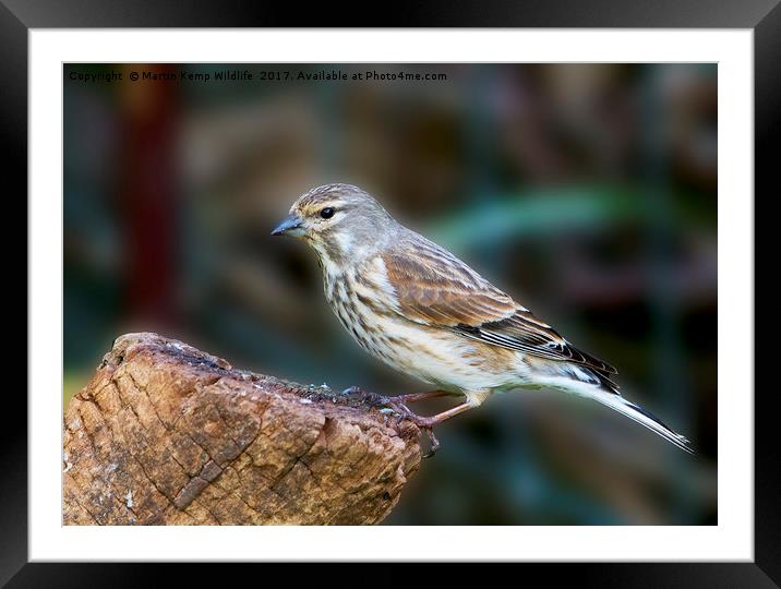 Linnet Framed Mounted Print by Martin Kemp Wildlife