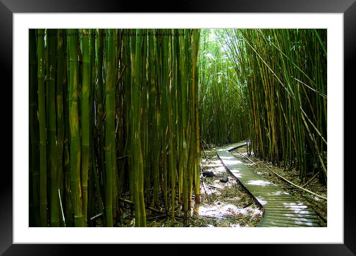 Bamboo Trail Framed Mounted Print by Keith Thorne