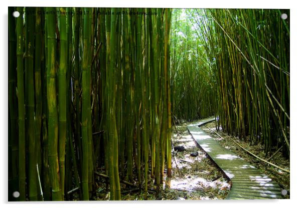 Bamboo Trail Acrylic by Keith Thorne