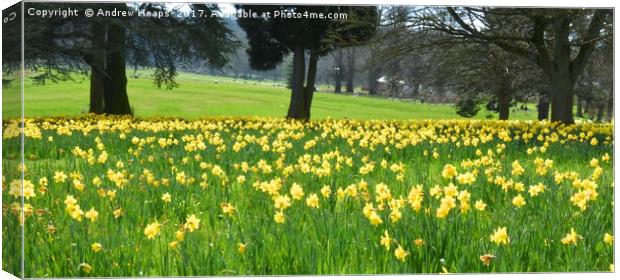 A Spectacular Blanket of Daffodils Canvas Print by Andrew Heaps