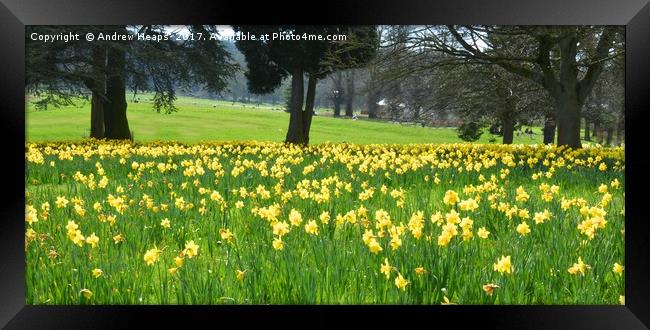 A Spectacular Blanket of Daffodils Framed Print by Andrew Heaps