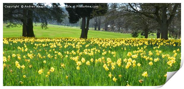 A Spectacular Blanket of Daffodils Print by Andrew Heaps