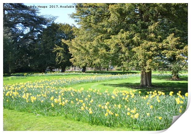 Sweeping Daffodil display Print by Andrew Heaps