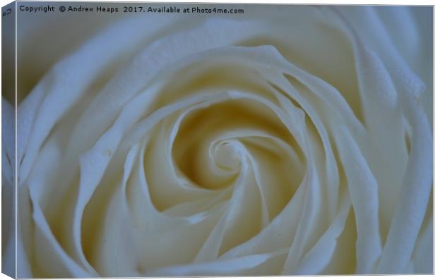 White Rose flower Canvas Print by Andrew Heaps