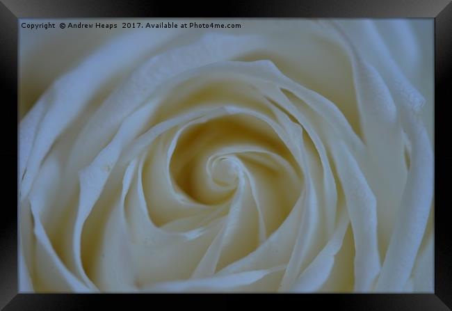 White Rose flower Framed Print by Andrew Heaps