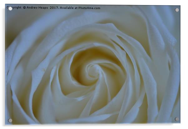 White Rose flower Acrylic by Andrew Heaps