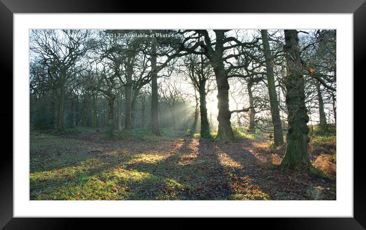 Woodland shadows Enchanted Autumn Woods Framed Mounted Print by Andrew Heaps
