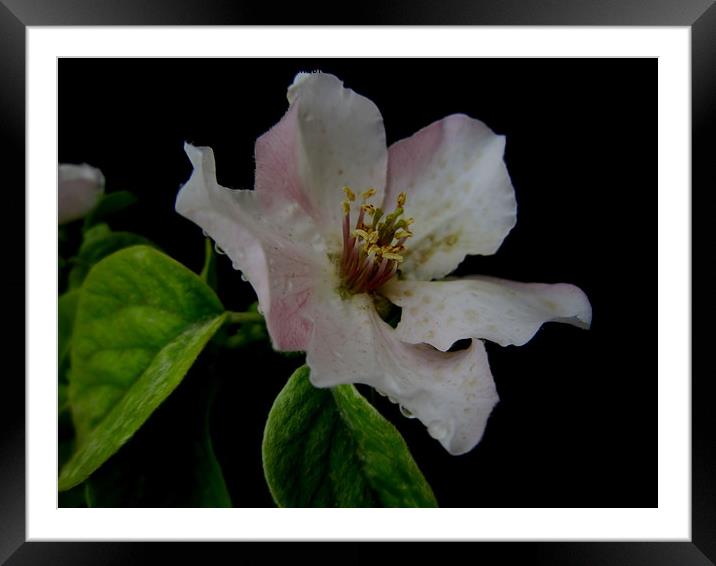 Quince blossoms,                                Framed Mounted Print by Ali asghar Mazinanian
