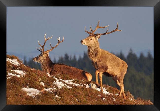  Red Deer Stags Framed Print by Macrae Images