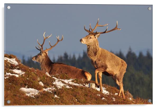  Red Deer Stags Acrylic by Macrae Images