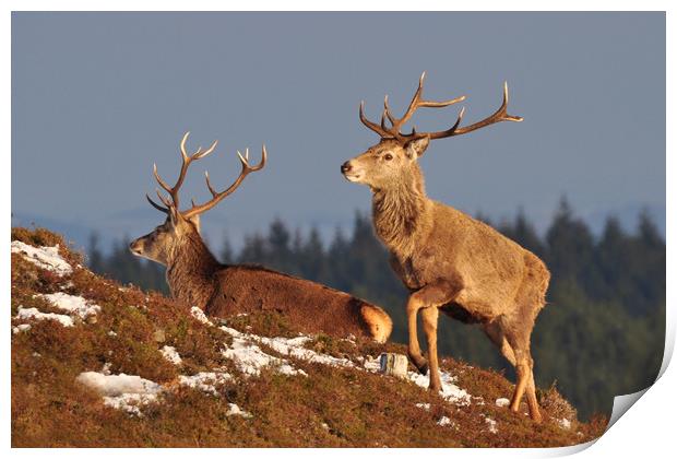  Red Deer Stags Print by Macrae Images