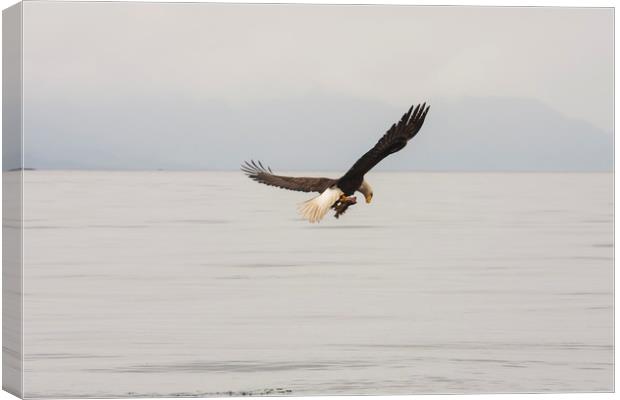 Eagle with Rockfish in Talons Canvas Print by Darryl Brooks