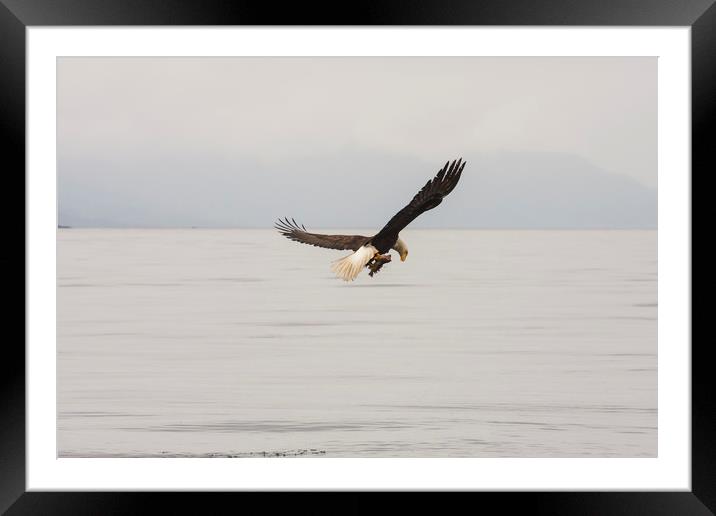 Eagle with Rockfish in Talons Framed Mounted Print by Darryl Brooks