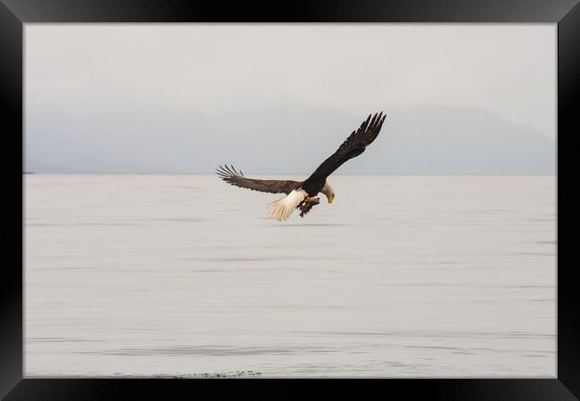 Eagle with Rockfish in Talons Framed Print by Darryl Brooks