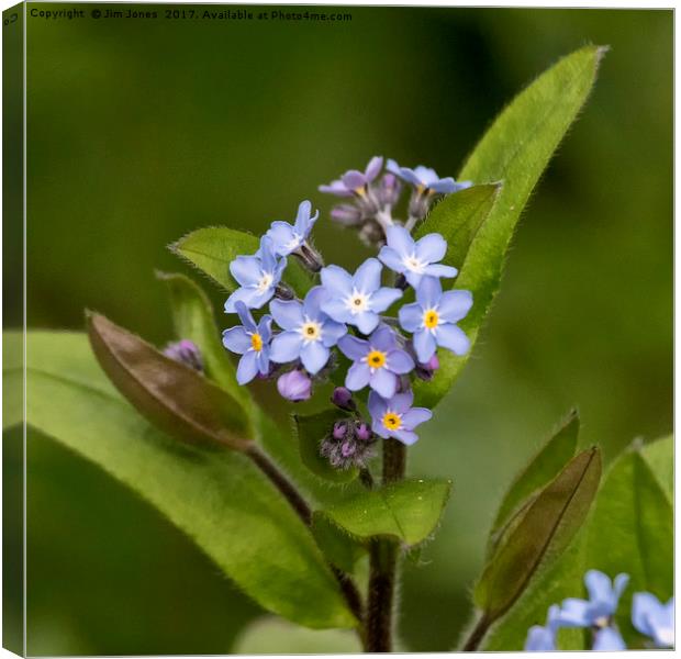 Forget-me-not Canvas Print by Jim Jones