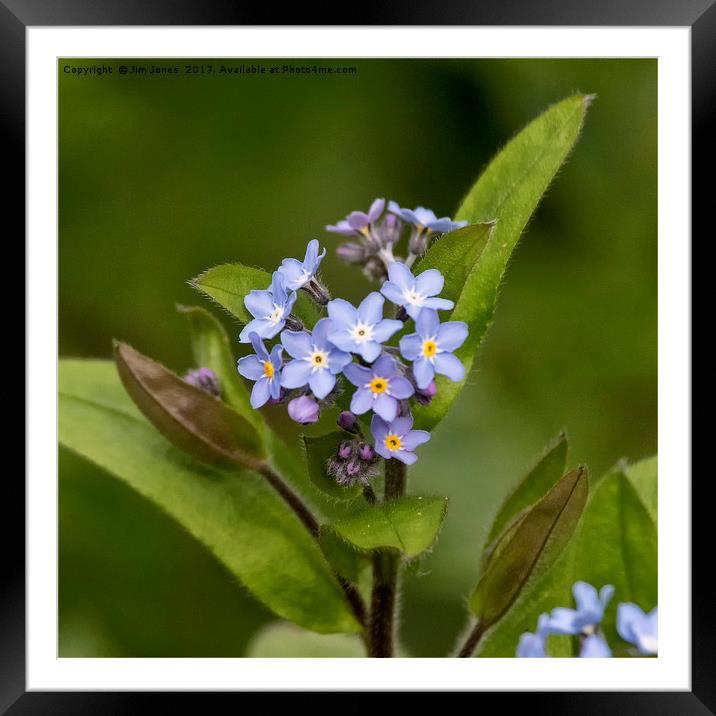 Forget-me-not Framed Mounted Print by Jim Jones