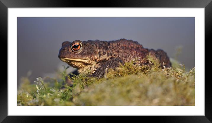 Toad  Framed Mounted Print by Macrae Images