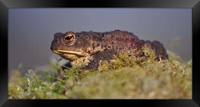 Toad  Framed Print by Macrae Images
