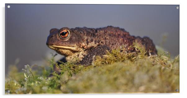Toad  Acrylic by Macrae Images
