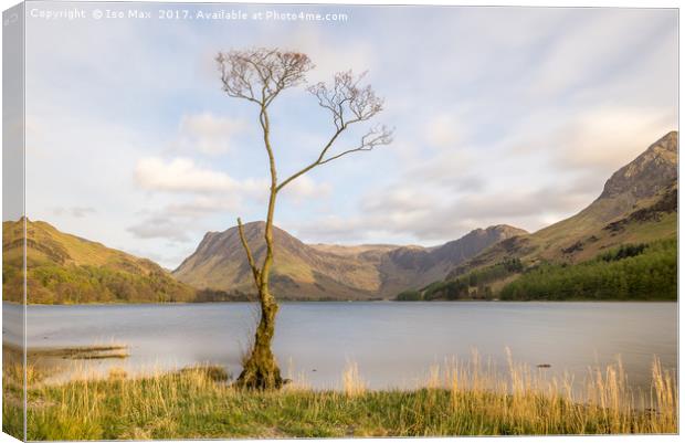 The Buttermere Tree, Lake District Canvas Print by The Tog