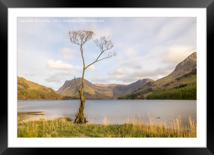 The Buttermere Tree, Lake District Framed Mounted Print by The Tog