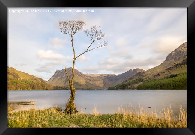 The Buttermere Tree, Lake District Framed Print by The Tog