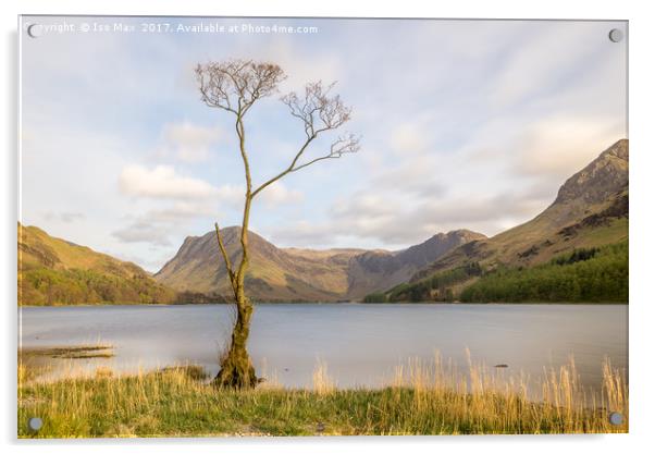 The Buttermere Tree, Lake District Acrylic by The Tog