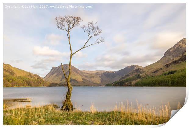 The Buttermere Tree, Lake District Print by The Tog