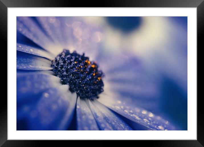 Flowers in the rain Framed Mounted Print by Iona Newton