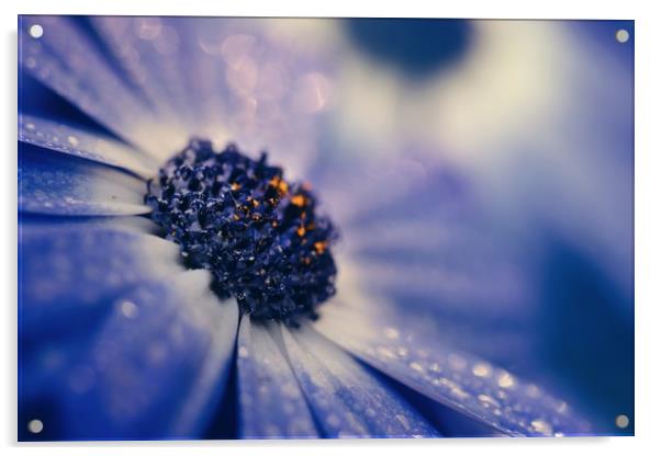 Flowers in the rain Acrylic by Iona Newton