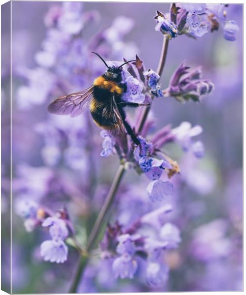 Bumbling amongst the lavender Canvas Print by Iona Newton