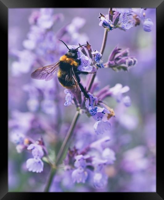 Bumbling amongst the lavender Framed Print by Iona Newton