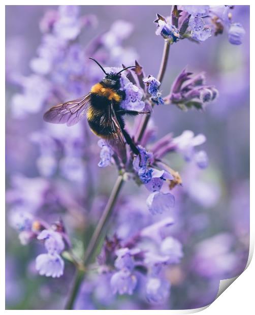 Bumbling amongst the lavender Print by Iona Newton