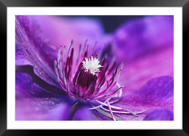 Purple and magenta  Framed Mounted Print by Iona Newton