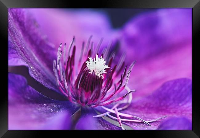 Purple and magenta  Framed Print by Iona Newton