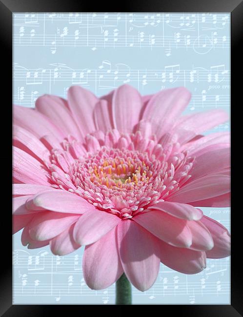 Pastel Melody Framed Print by Abdul Kadir Audah