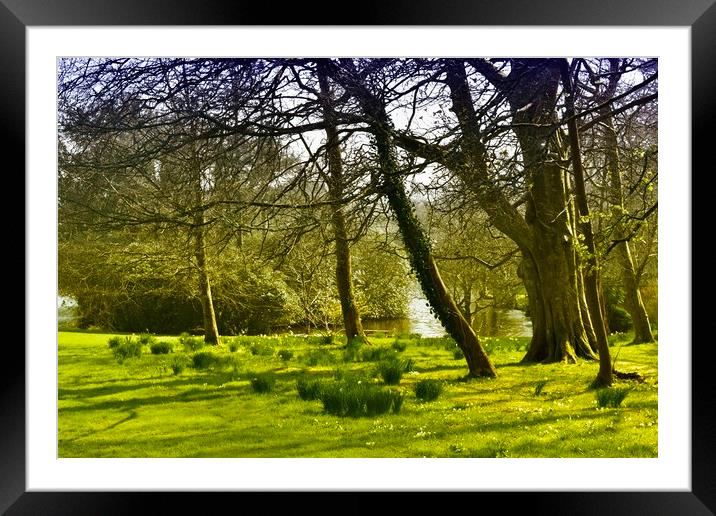 Springtime woodland Framed Mounted Print by Brian Spooner