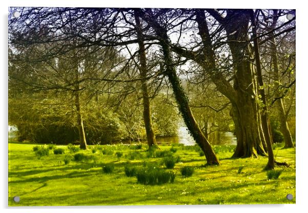 Springtime woodland Acrylic by Brian Spooner